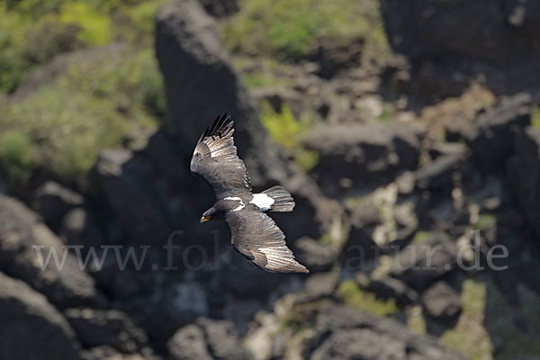 Kaffernadler (Aquila verreauxii)