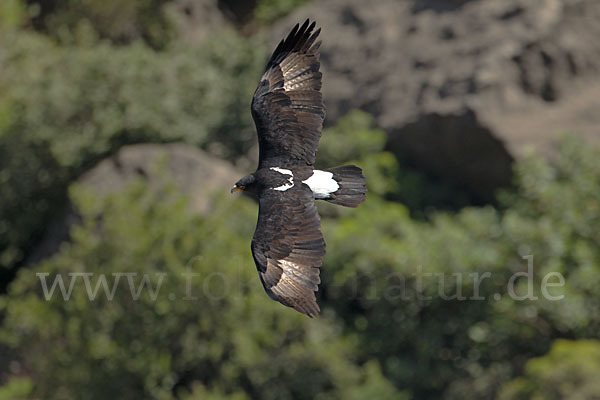 Kaffernadler (Aquila verreauxii)