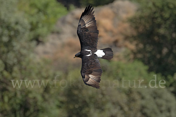 Kaffernadler (Aquila verreauxii)