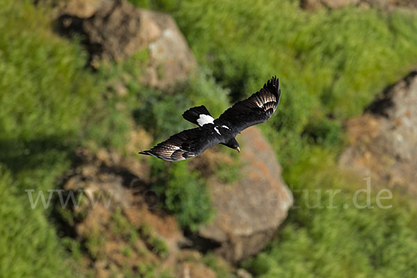 Kaffernadler (Aquila verreauxii)