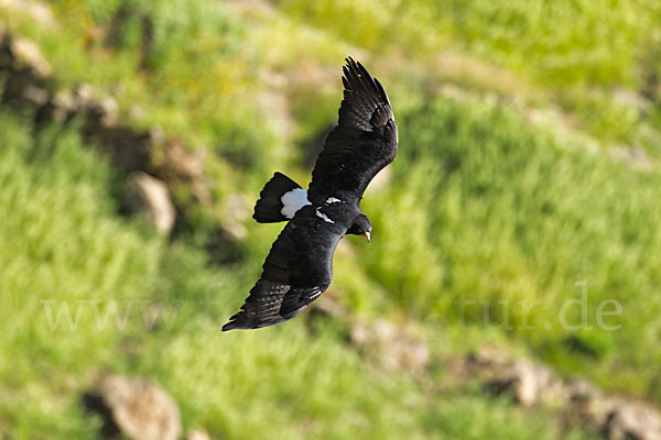 Kaffernadler (Aquila verreauxii)