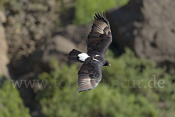 Kaffernadler (Aquila verreauxii)