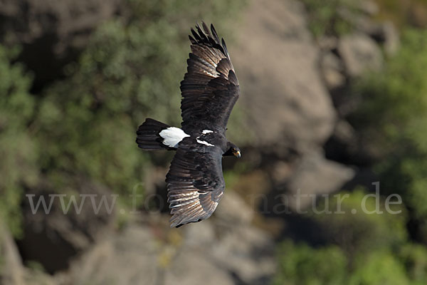 Kaffernadler (Aquila verreauxii)