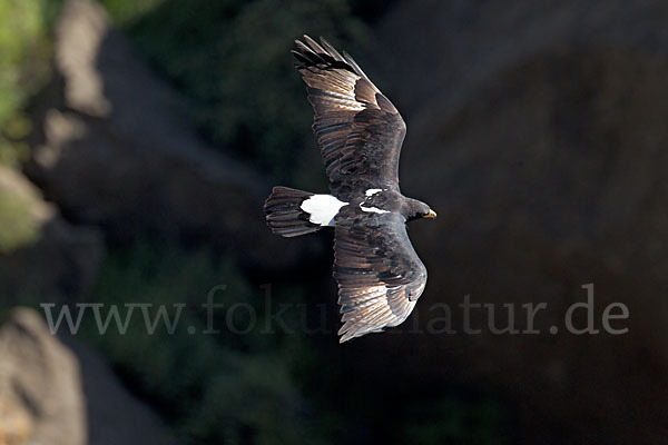 Kaffernadler (Aquila verreauxii)