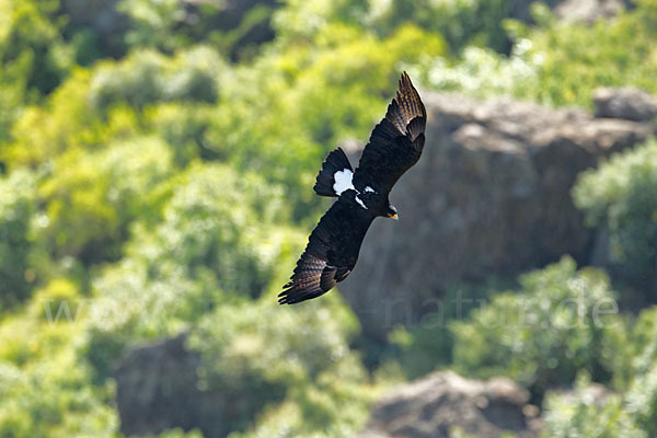 Kaffernadler (Aquila verreauxii)