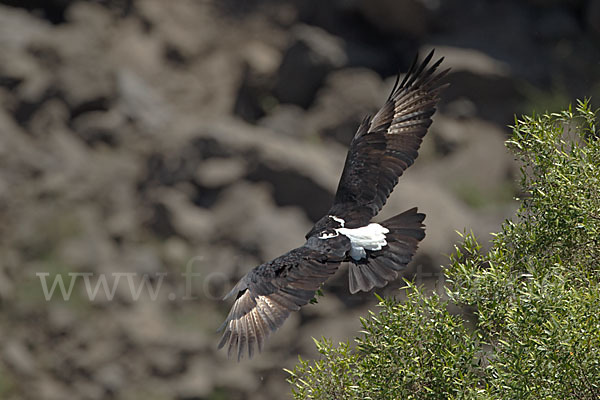 Kaffernadler (Aquila verreauxii)