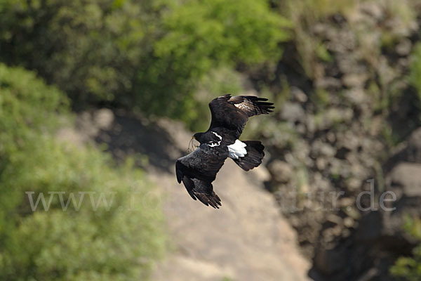 Kaffernadler (Aquila verreauxii)