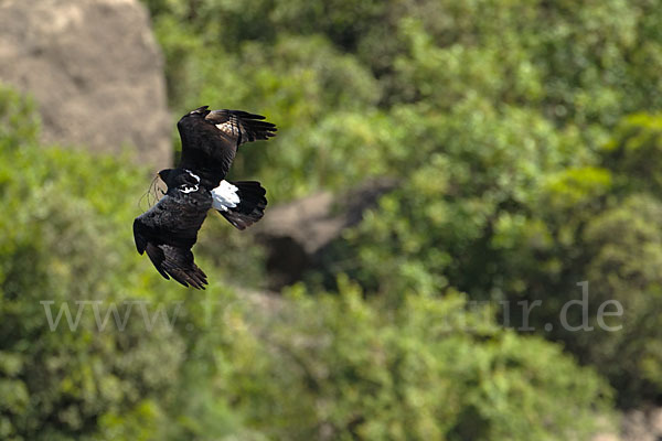 Kaffernadler (Aquila verreauxii)