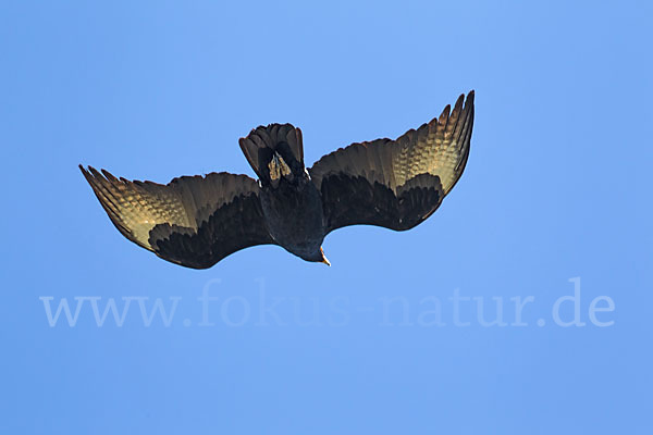 Kaffernadler (Aquila verreauxii)