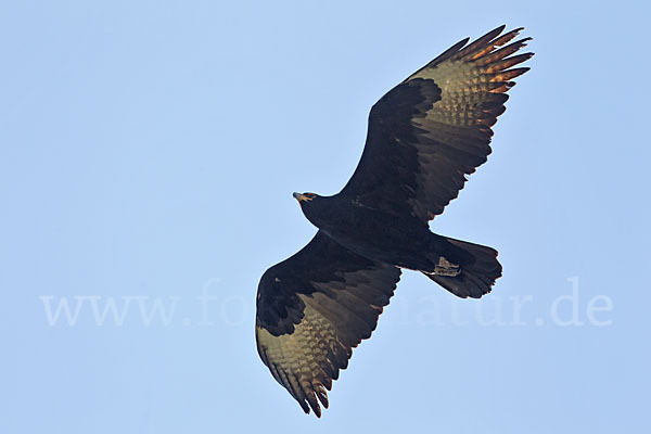 Kaffernadler (Aquila verreauxii)