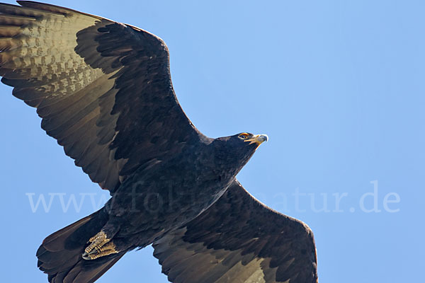 Kaffernadler (Aquila verreauxii)