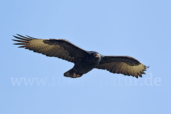 Kaffernadler (Aquila verreauxii)