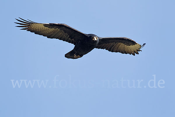 Kaffernadler (Aquila verreauxii)