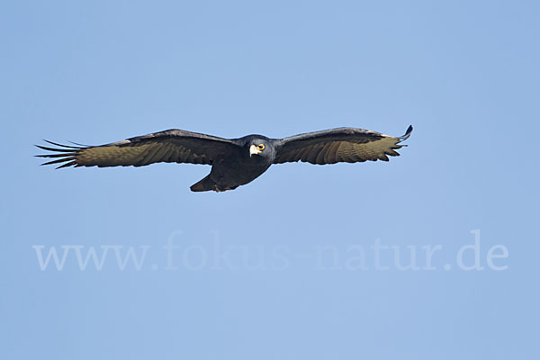 Kaffernadler (Aquila verreauxii)