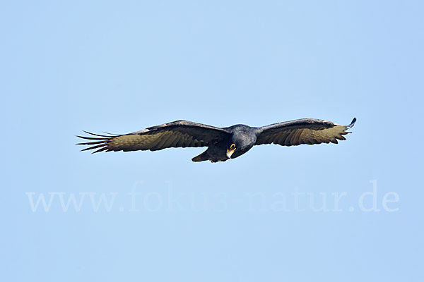 Kaffernadler (Aquila verreauxii)