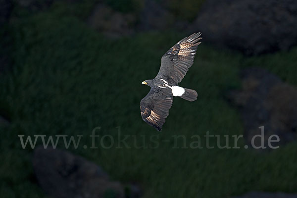 Kaffernadler (Aquila verreauxii)