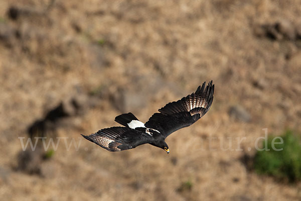 Kaffernadler (Aquila verreauxii)