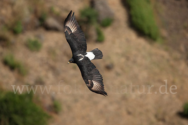 Kaffernadler (Aquila verreauxii)