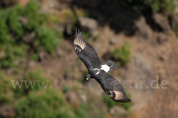 Kaffernadler (Aquila verreauxii)