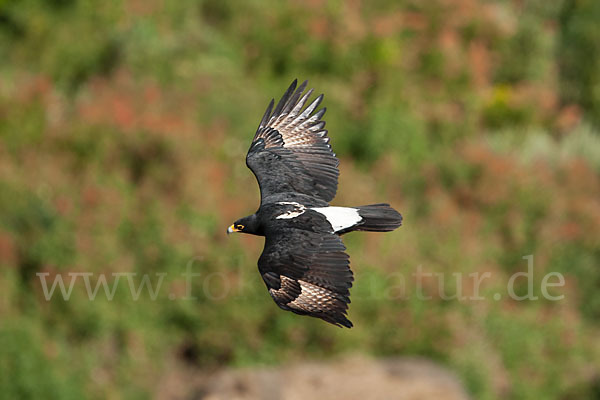 Kaffernadler (Aquila verreauxii)