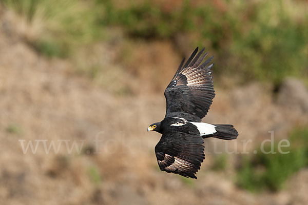 Kaffernadler (Aquila verreauxii)