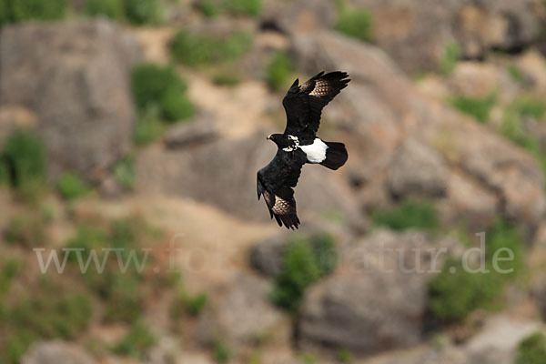 Kaffernadler (Aquila verreauxii)