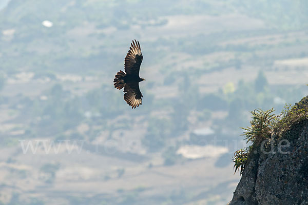 Kaffernadler (Aquila verreauxii)