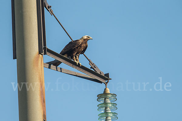 Kaiseradler (Aquila heliaca)