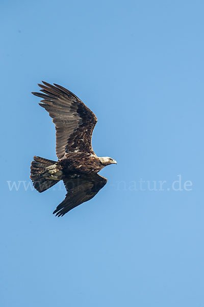 Kaiseradler (Aquila heliaca)