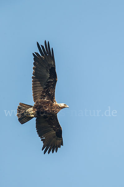 Kaiseradler (Aquila heliaca)