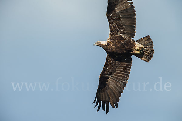 Kaiseradler (Aquila heliaca)