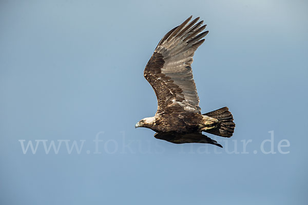 Kaiseradler (Aquila heliaca)