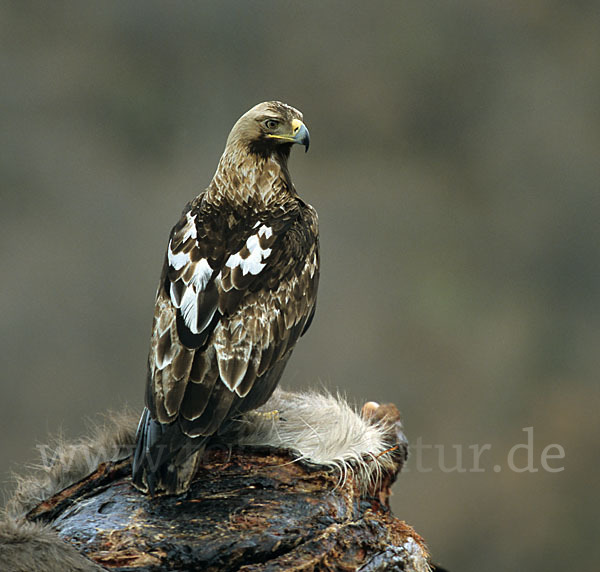 Kaiseradler (Aquila heliaca)