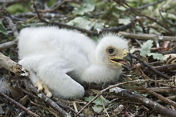 Kaiseradler (Aquila heliaca)