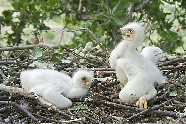 Kaiseradler (Aquila heliaca)