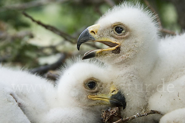 Kaiseradler (Aquila heliaca)