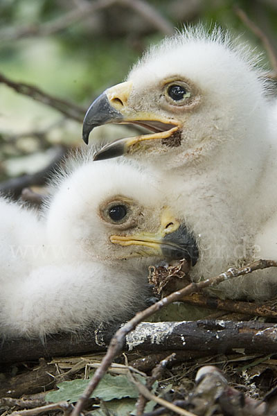 Kaiseradler (Aquila heliaca)