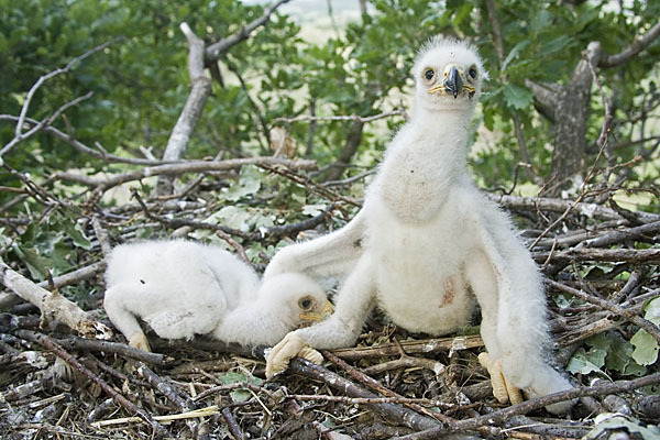 Kaiseradler (Aquila heliaca)