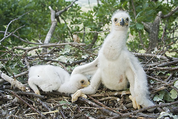 Kaiseradler (Aquila heliaca)