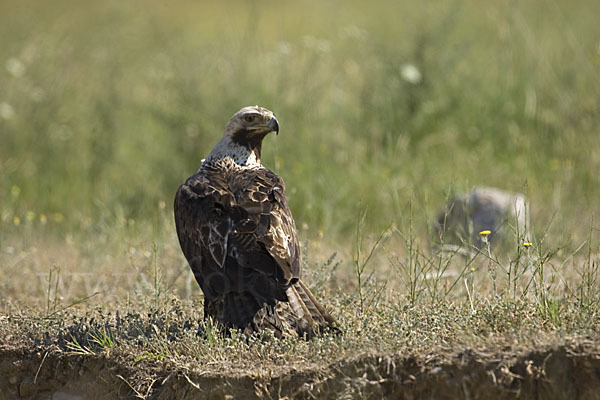 Kaiseradler (Aquila heliaca)