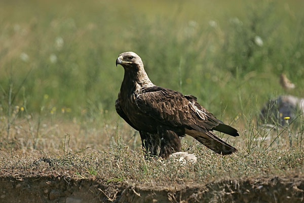 Kaiseradler (Aquila heliaca)