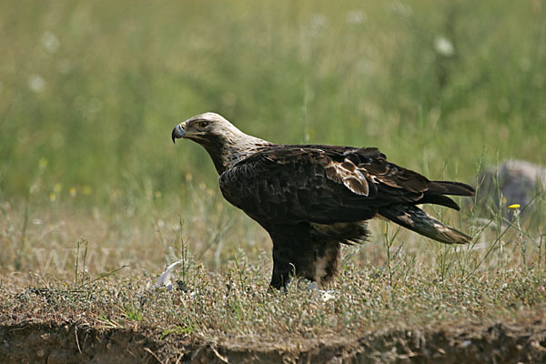 Kaiseradler (Aquila heliaca)