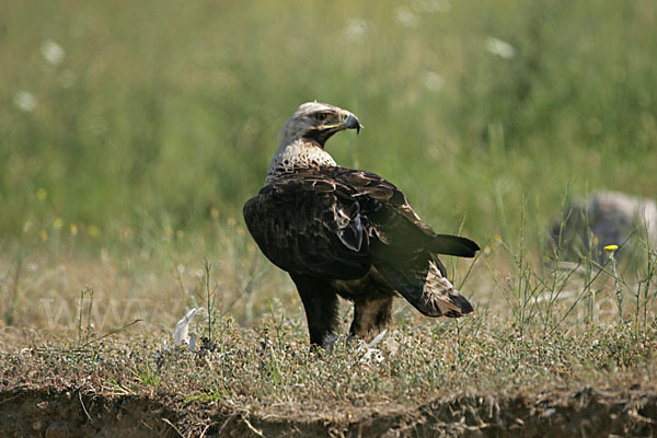 Kaiseradler (Aquila heliaca)