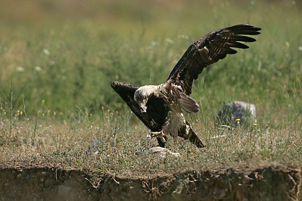 Kaiseradler (Aquila heliaca)