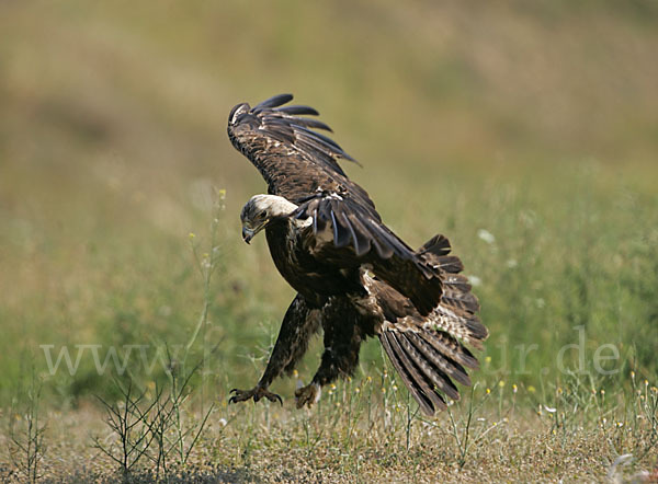 Kaiseradler (Aquila heliaca)