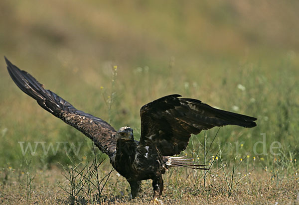 Kaiseradler (Aquila heliaca)