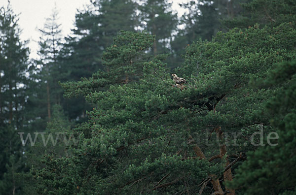 Kaiseradler (Aquila heliaca)