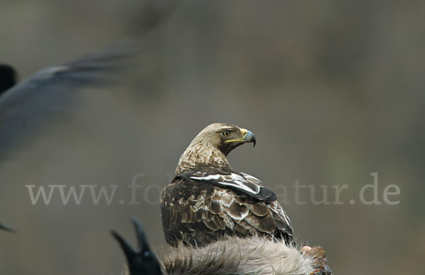 Kaiseradler (Aquila heliaca)