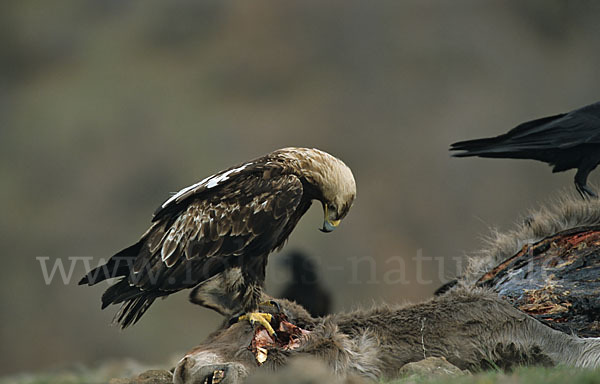 Kaiseradler (Aquila heliaca)