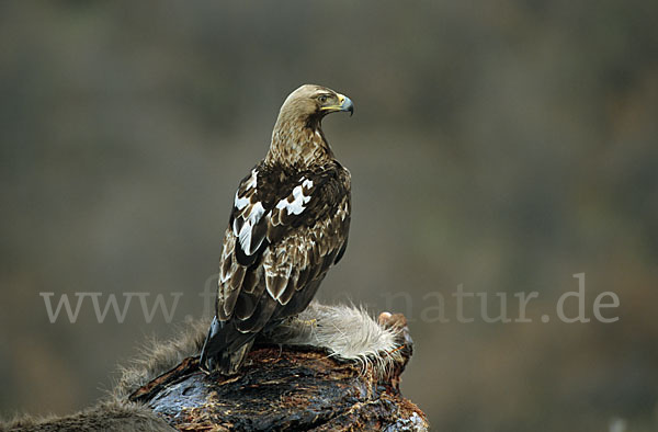 Kaiseradler (Aquila heliaca)